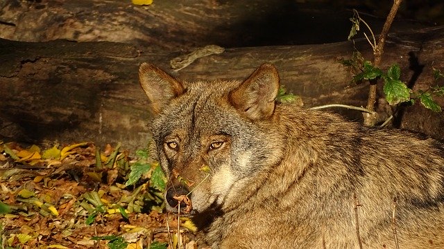 Free download Wolf Iberian European -  free photo or picture to be edited with GIMP online image editor