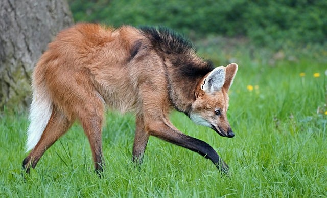 Free download wolf mane maned wolf approach ears free picture to be edited with GIMP free online image editor