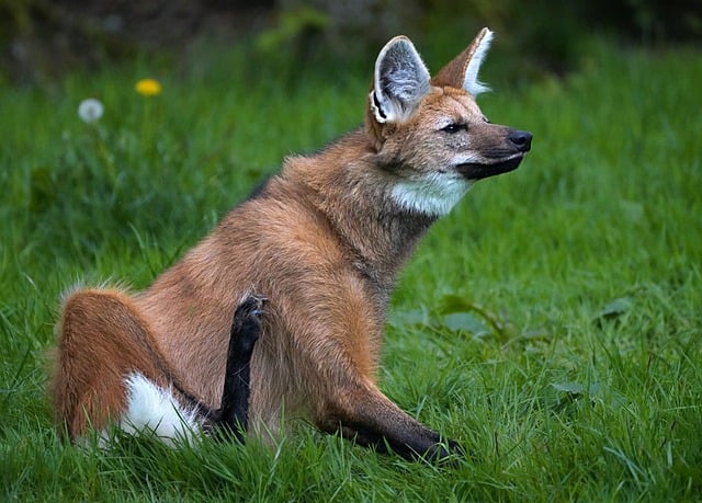 Free download wolf mane maned wolf ears animal free picture to be edited with GIMP free online image editor