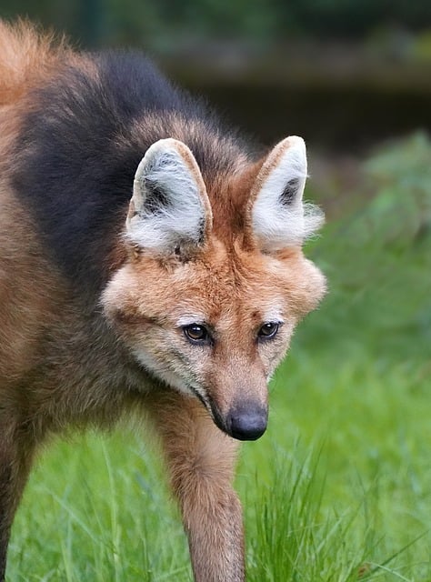 Free download wolf mane maned wolf portrait ears free picture to be edited with GIMP free online image editor
