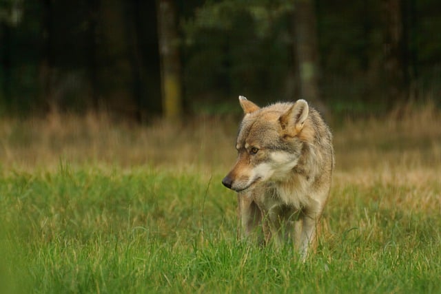 Free download wolf savage fauna look park free picture to be edited with GIMP free online image editor