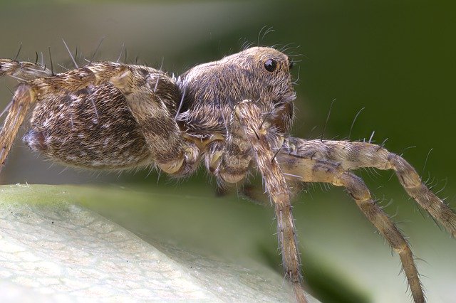 ດາວໂຫລດຟຣີ Wolf Spider Close Up - ຮູບພາບຫຼືຮູບພາບທີ່ບໍ່ເສຍຄ່າເພື່ອແກ້ໄຂດ້ວຍບັນນາທິການຮູບພາບອອນໄລນ໌ GIMP