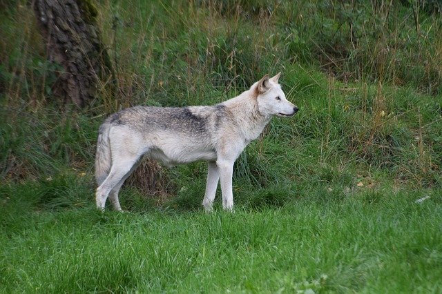 Скачать бесплатно Wolf Tatzmania Black Forest - бесплатное фото или изображение для редактирования с помощью онлайн-редактора GIMP