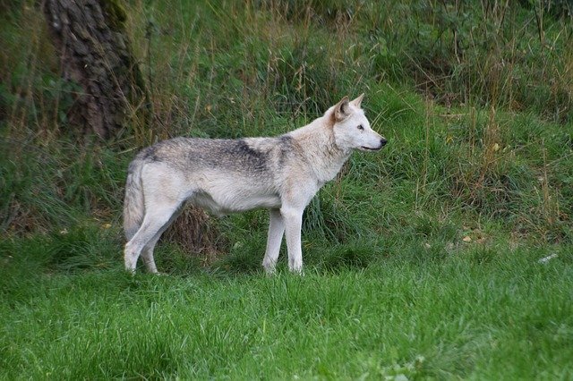 Descărcare gratuită Wolf Tatzmania Black Forest - fotografie sau imagini gratuite pentru a fi editate cu editorul de imagini online GIMP