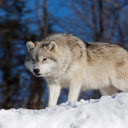 Wolf: The Legendary Hunter of the Wild  screen for extension Chrome web store in OffiDocs Chromium