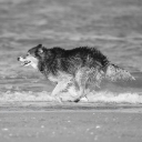 WOLF THEME  screen for extension Chrome web store in OffiDocs Chromium