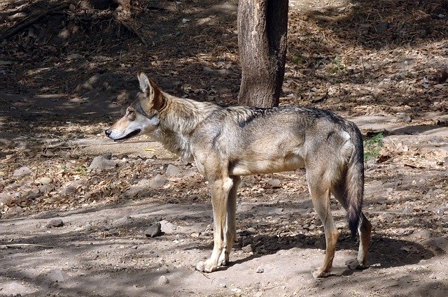 Free download Wolf Wildlife Indian Canis -  free photo or picture to be edited with GIMP online image editor