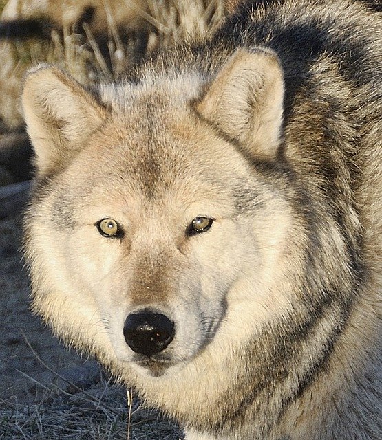 Free download Wolf Wolves Predator -  free photo or picture to be edited with GIMP online image editor