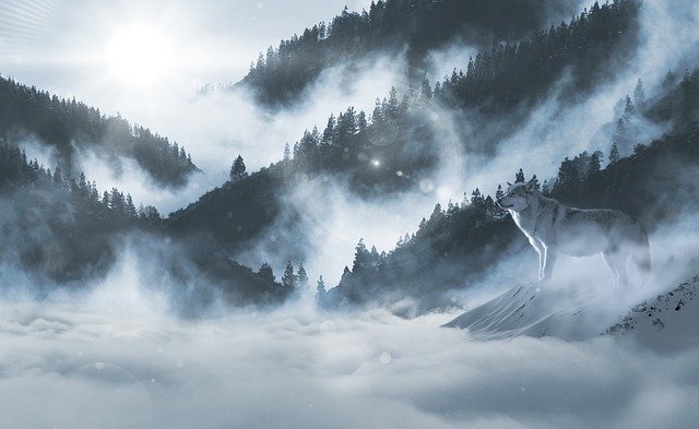 Безкоштовно завантажте вовк вовки сніг вовк пейзаж безкоштовне зображення для редагування за допомогою безкоштовного онлайн-редактора зображень GIMP