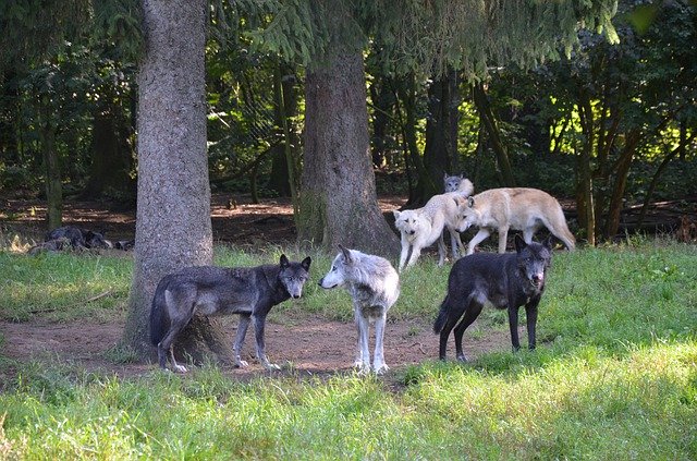 تنزيل Wolves Forest Predator مجانًا - صورة مجانية أو صورة يتم تحريرها باستخدام محرر الصور عبر الإنترنت GIMP