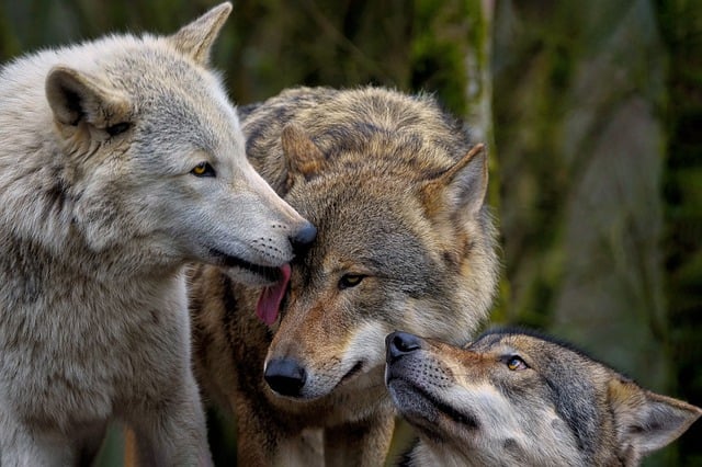 Free download wolves grey wolves canis lupus free picture to be edited with GIMP free online image editor