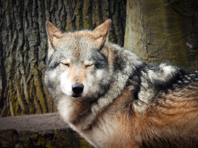 Free download Wolves Nature Predator -  free photo or picture to be edited with GIMP online image editor