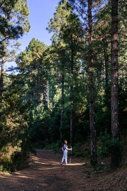 Free download woman road forest nature tourism free picture to be edited with GIMP free online image editor