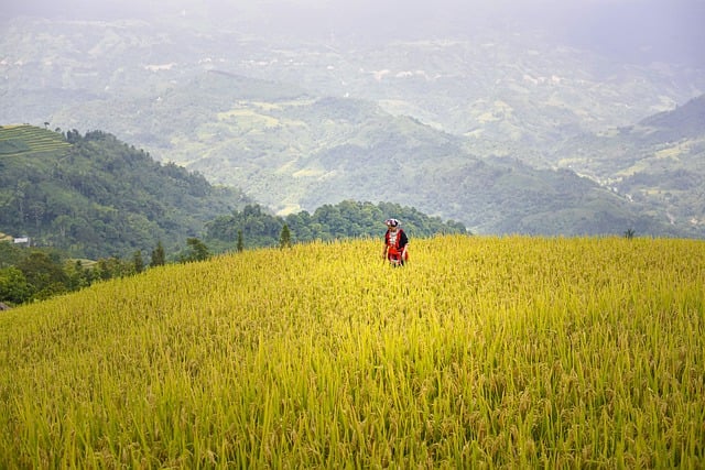 Free download woman terraces rice fields paddy free picture to be edited with GIMP free online image editor