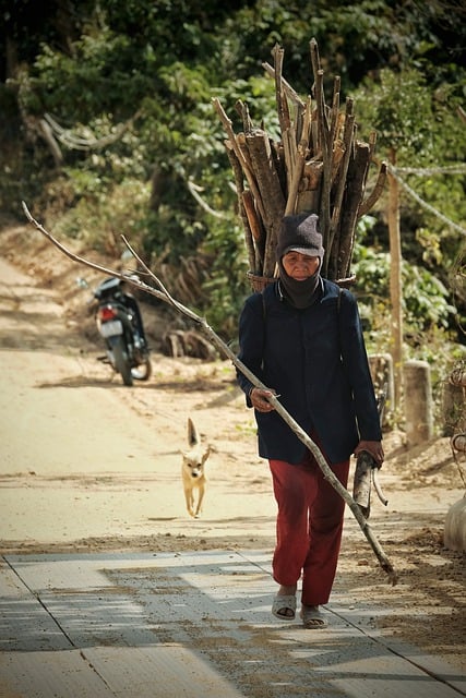 Free download women dog firewood collector free picture to be edited with GIMP free online image editor