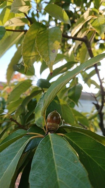 Free download Wood Acorn -  free photo or picture to be edited with GIMP online image editor