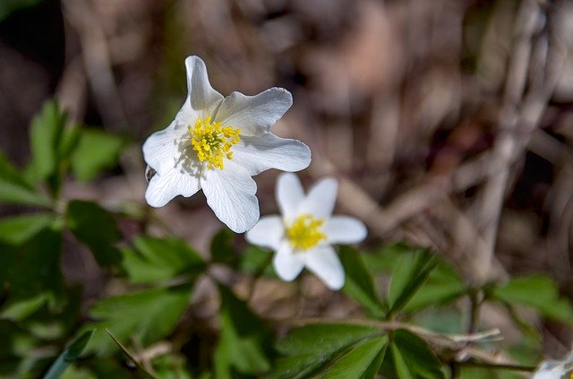 Muat turun percuma Wood Anemone White Wild Flower - foto atau gambar percuma untuk diedit dengan editor imej dalam talian GIMP