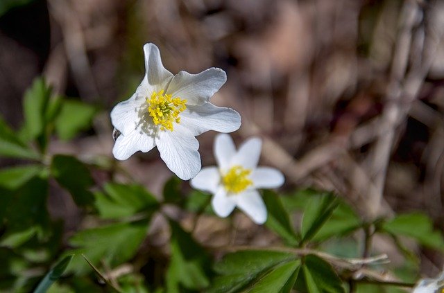 Free download Wood Anemone White Wild Flower -  free photo or picture to be edited with GIMP online image editor