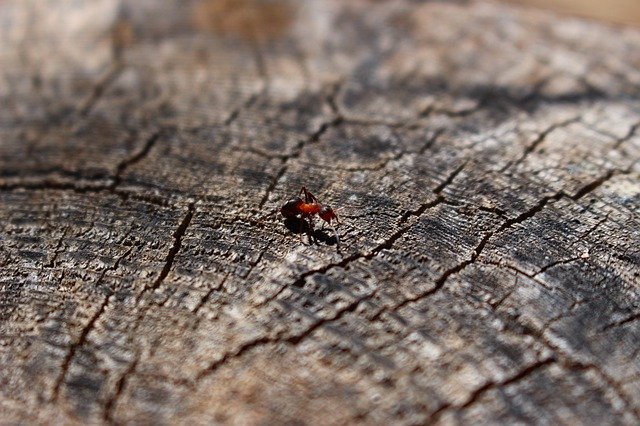 Free download Wood Ant Tree -  free photo or picture to be edited with GIMP online image editor