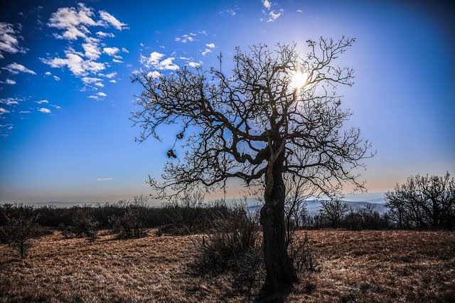 無料ダウンロードウッドハゲの木自然空雲無料画像GIMP無料オンライン画像エディタで編集する