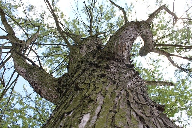 Free download Wood Bark Branches -  free photo or picture to be edited with GIMP online image editor