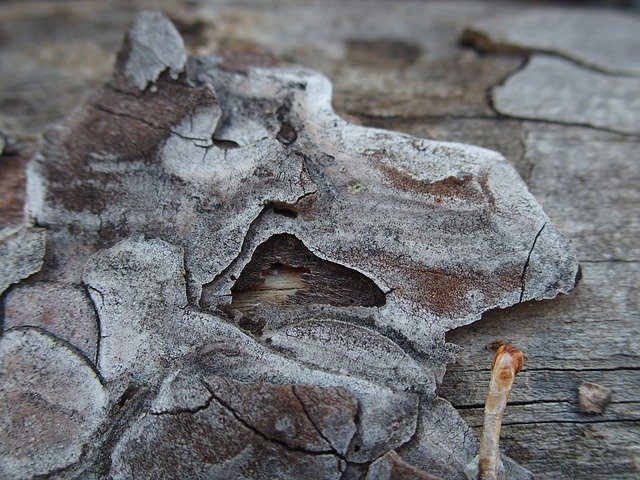 Free download Wood Bark Forest -  free photo or picture to be edited with GIMP online image editor