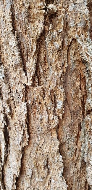 Free download Wood Bark Trunk -  free photo or picture to be edited with GIMP online image editor