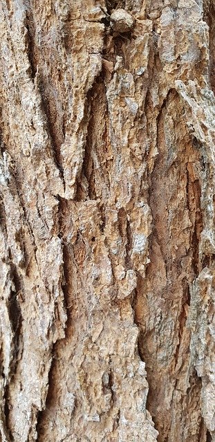 Kostenloser Download Wood Bark Trunk - kostenloses Foto oder Bild zur Bearbeitung mit GIMP Online-Bildbearbeitung