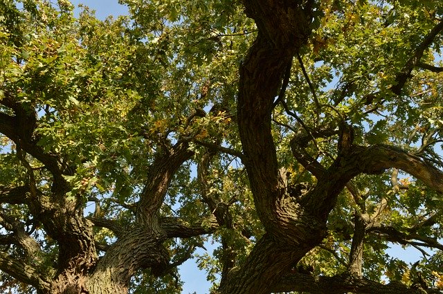 Free download Wood Branches Oak -  free photo or picture to be edited with GIMP online image editor