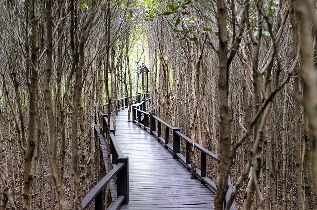 Bezpłatne pobieranie Wood Bridge Mangrove Forest - bezpłatne zdjęcie lub obraz do edycji za pomocą internetowego edytora obrazów GIMP