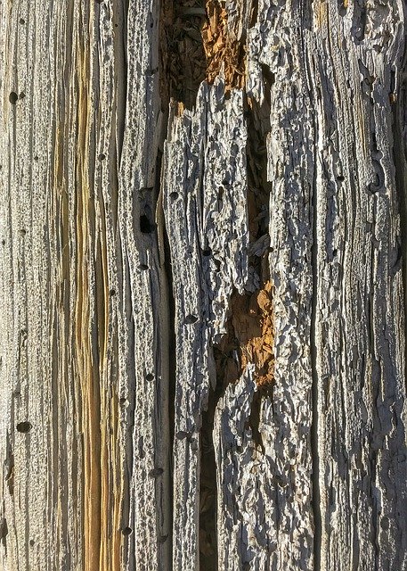 Free download Wood Closeup Texture -  free photo or picture to be edited with GIMP online image editor