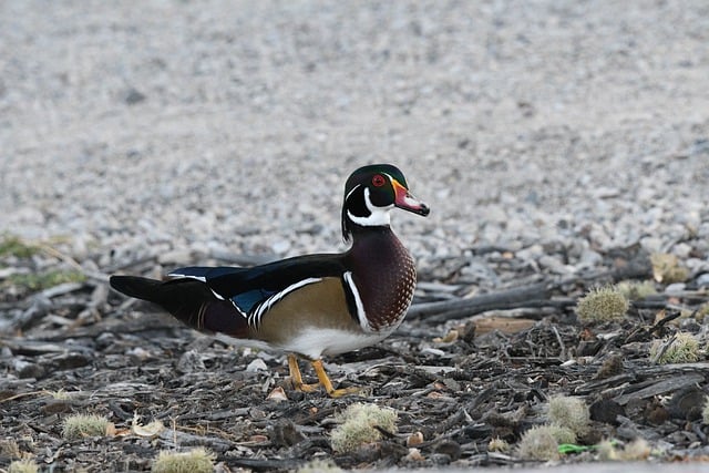 Free graphic wood duck bird wildlife to be edited by GIMP free image editor by OffiDocs