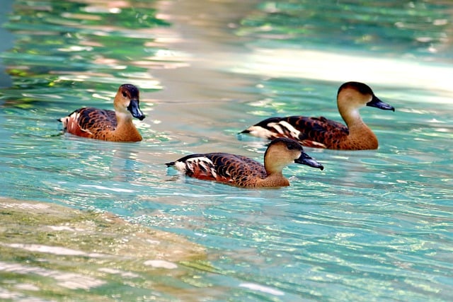 Free download wood duck ducks birds brown duck free picture to be edited with GIMP free online image editor