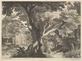 Free download Wooded Landscape free photo or picture to be edited with GIMP online image editor