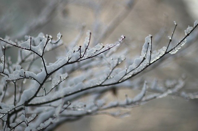 Téléchargement gratuit de Wood Eggplant Snow - photo ou image gratuite à éditer avec l'éditeur d'images en ligne GIMP