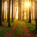 Wooden trees receive sunlight  screen for extension Chrome web store in OffiDocs Chromium