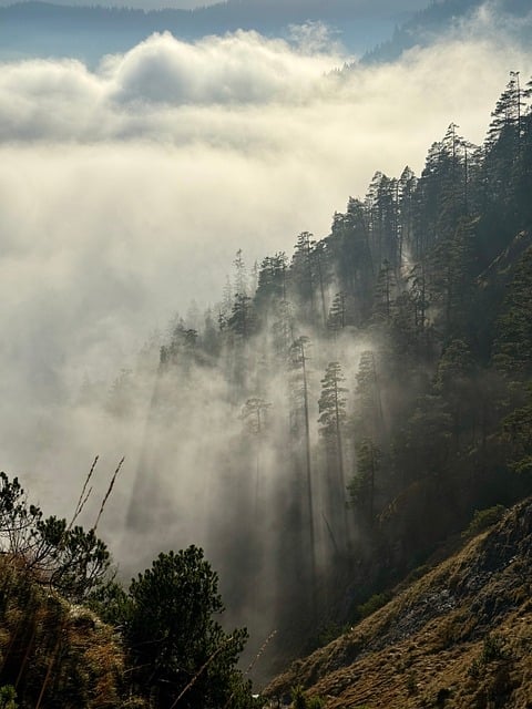Free download wood fog mountains clouds trees free picture to be edited with GIMP free online image editor