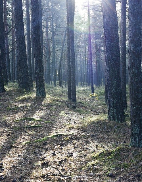 Unduh gratis Wood Forest Magical - foto atau gambar gratis untuk diedit dengan editor gambar online GIMP