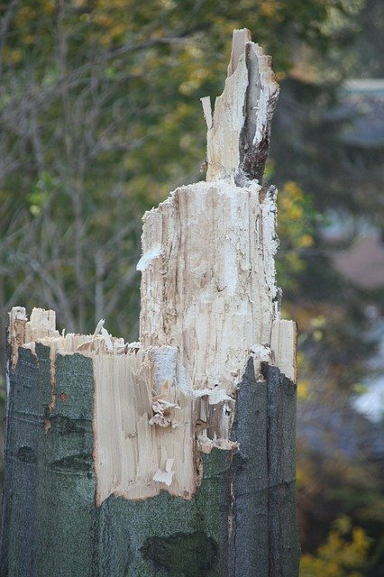 Téléchargement gratuit Wood Fungus Rot - photo ou image gratuite à éditer avec l'éditeur d'images en ligne GIMP