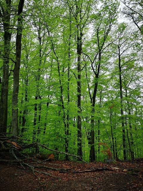 Kostenloser Download Wood Green Nature - kostenloses Foto oder Bild zur Bearbeitung mit GIMP Online-Bildbearbeitung