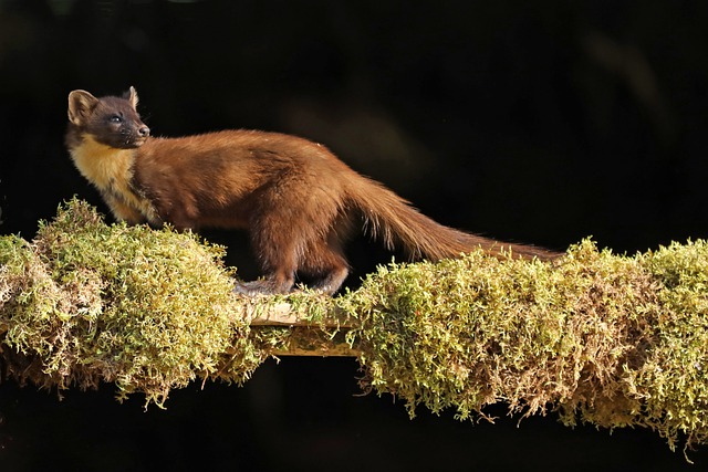 Free download woodland animal nature wildlife free picture to be edited with GIMP free online image editor