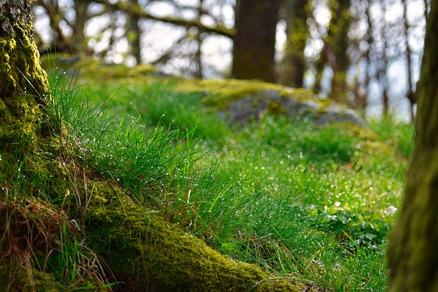 Téléchargement gratuit Woodland Forest Floor - photo ou image gratuite à éditer avec l'éditeur d'images en ligne GIMP