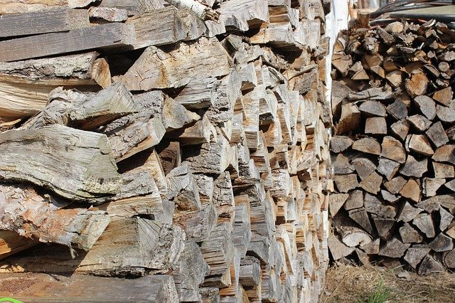 Muat turun percuma Wood Log Firewood Growing - foto atau gambar percuma untuk diedit dengan editor imej dalam talian GIMP