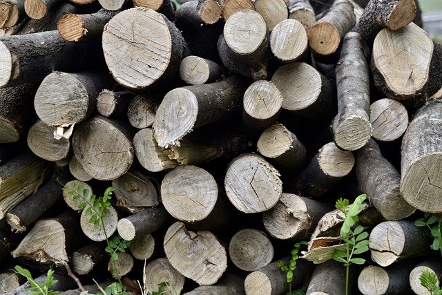 Free download wood log forest lumberjack nature free picture to be edited with GIMP free online image editor