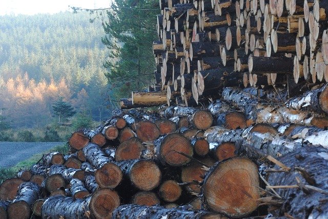 Шаблон фото Wood Lumber Forest - для OffiDocs