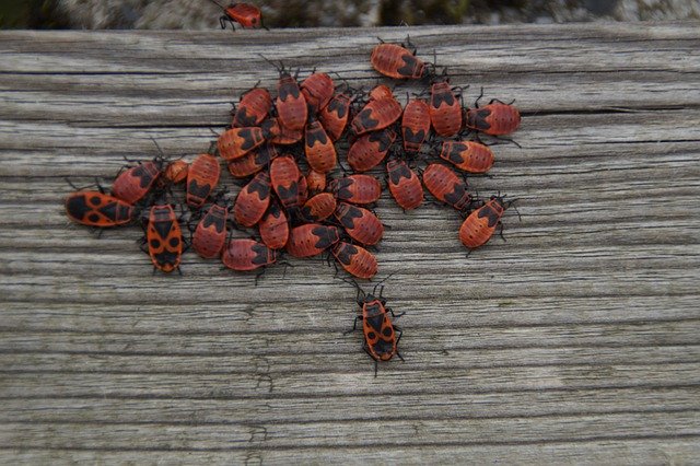 Muat turun percuma Wood Meeting Fire Bugs - foto atau gambar percuma untuk diedit dengan editor imej dalam talian GIMP