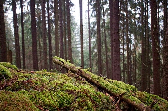 Descărcare gratuită Wood Moss Forest - fotografie sau imagine gratuită pentru a fi editată cu editorul de imagini online GIMP