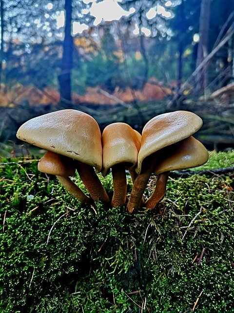 Free picture Wood Mushrooms -  to be edited by GIMP free image editor by OffiDocs
