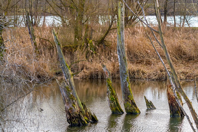 Free download wood old water reeds flow free picture to be edited with GIMP free online image editor