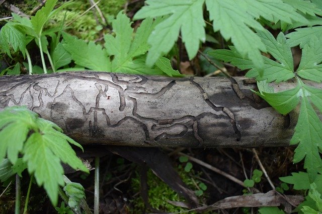 Téléchargement gratuit de feuilles de motif en bois - photo ou image gratuite à modifier avec l'éditeur d'images en ligne GIMP